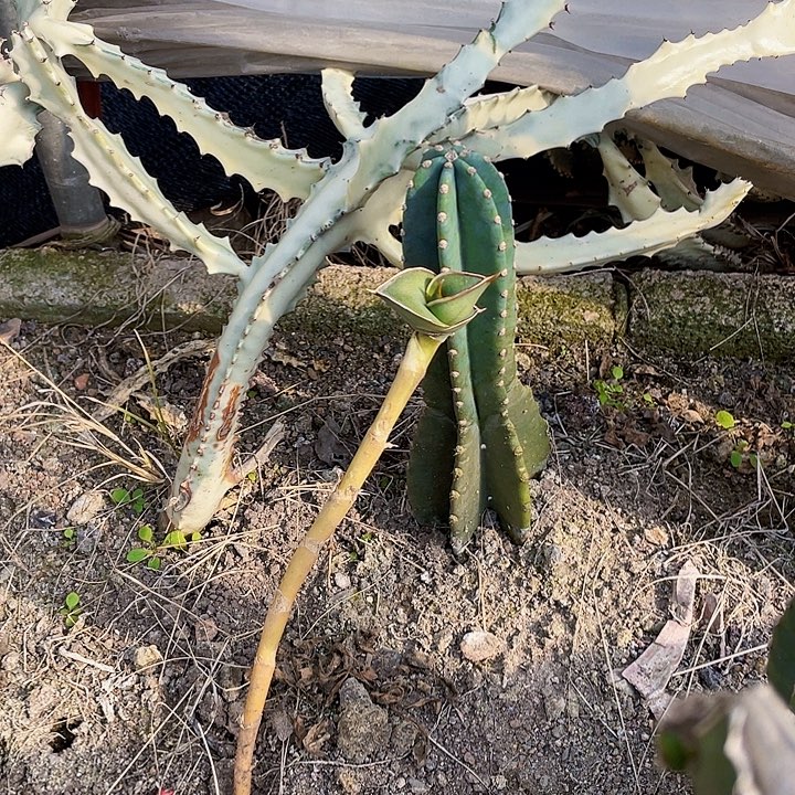 ****️完全开放香蕉虎皮兰