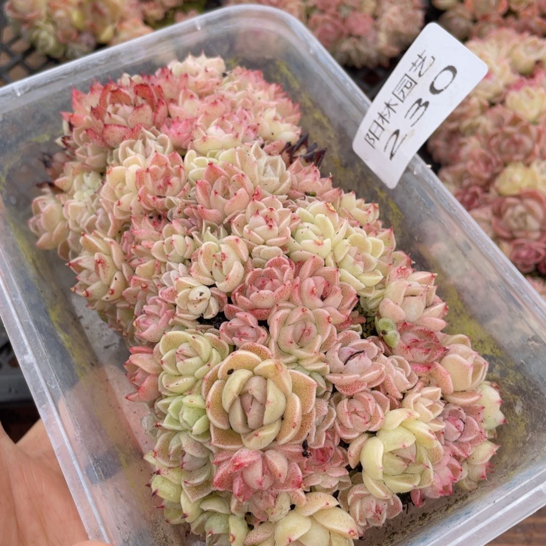 多肉植物多肉植物230