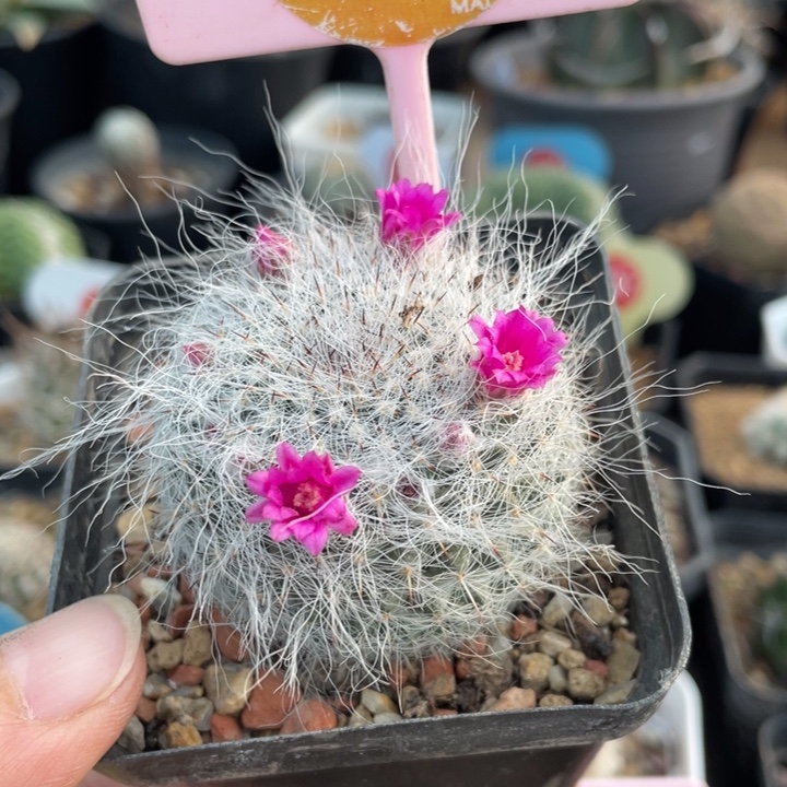 实生穴源玉翁26430000000