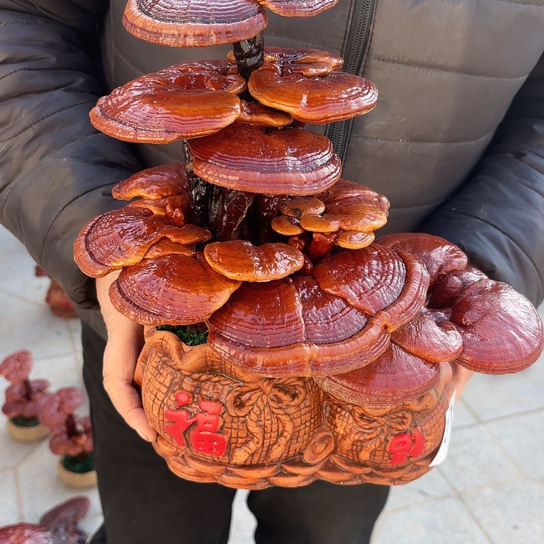 无花朵灵芝是我国著名植物