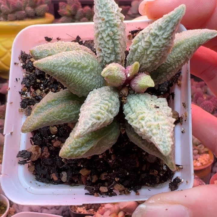    融化纹冰淇淋。      