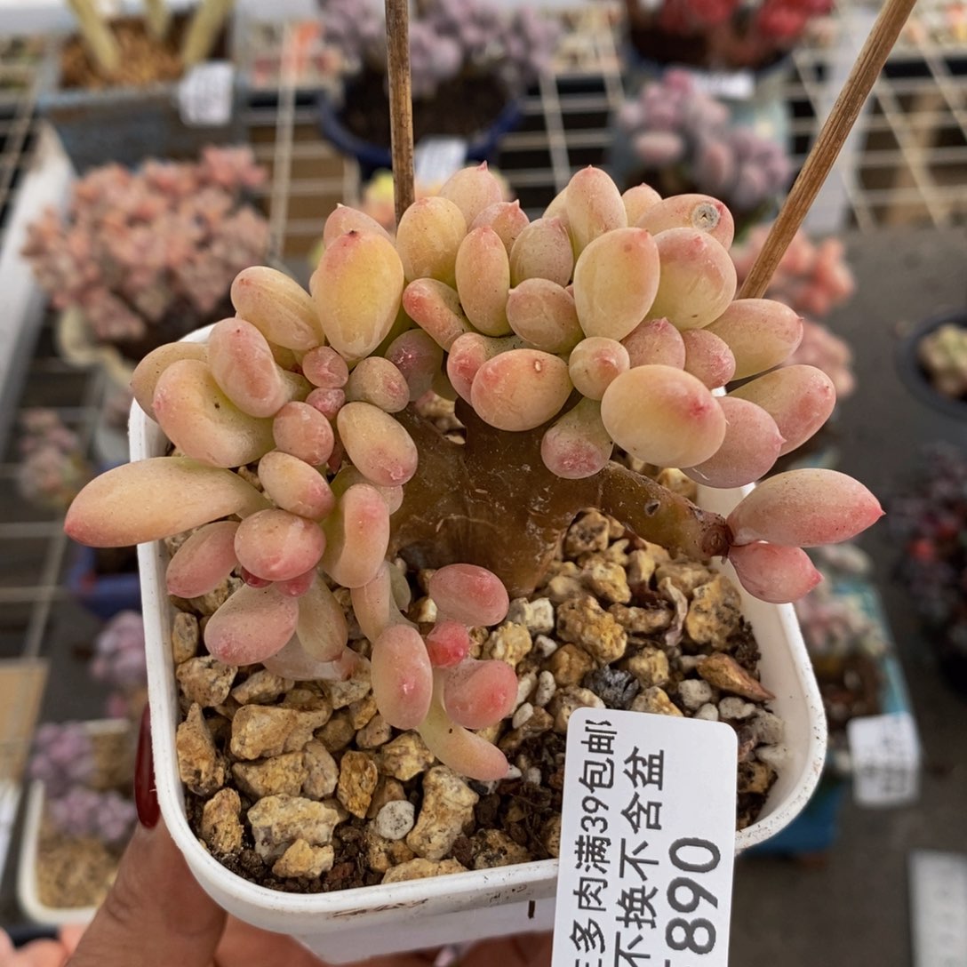 苹果奶缀890/8c m