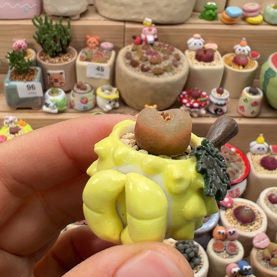 多肉植物156号拇指盆