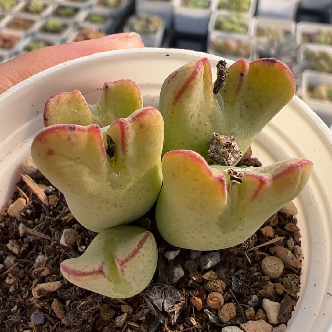 452多肉植物百科