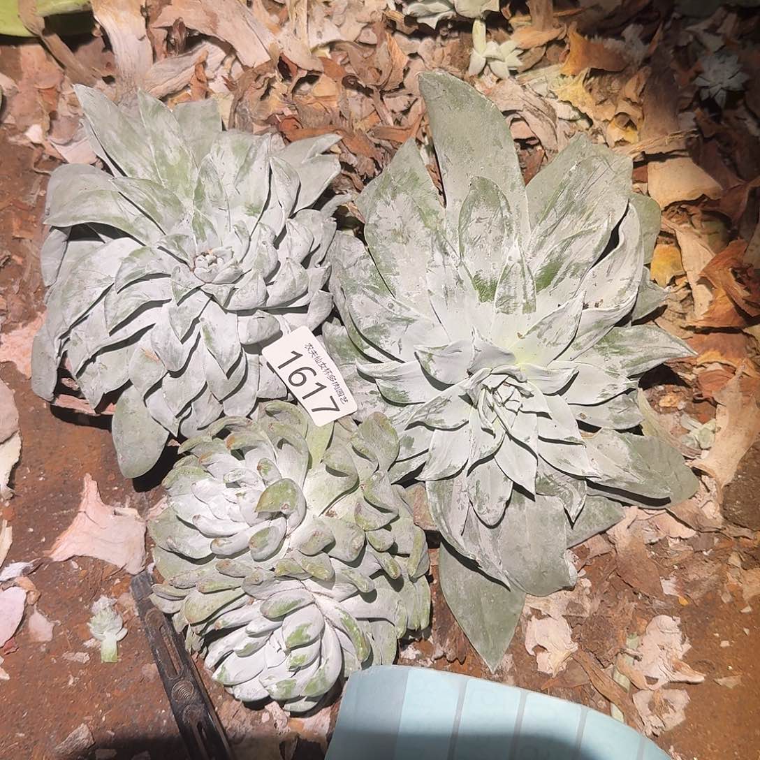 3代杂交仙女杯多哦去对处理瑕疵3颗