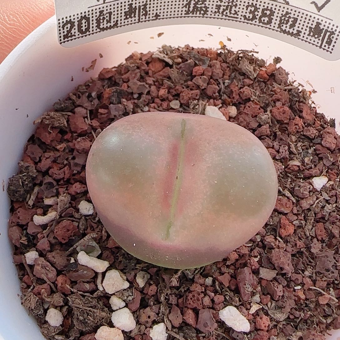 多肉0908-139毛汗尼