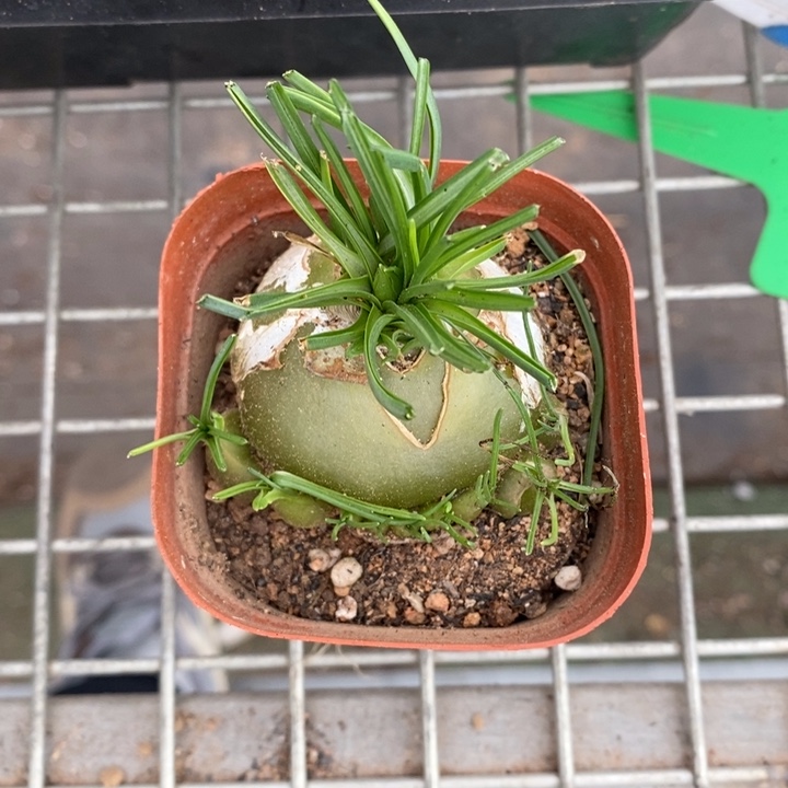 伯克利和格蕾纳等著名音乐