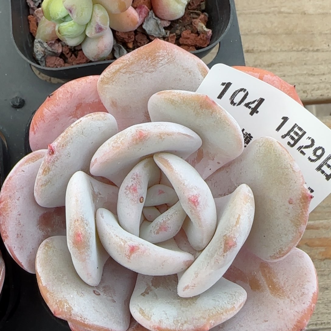 花语逸镜0129-104