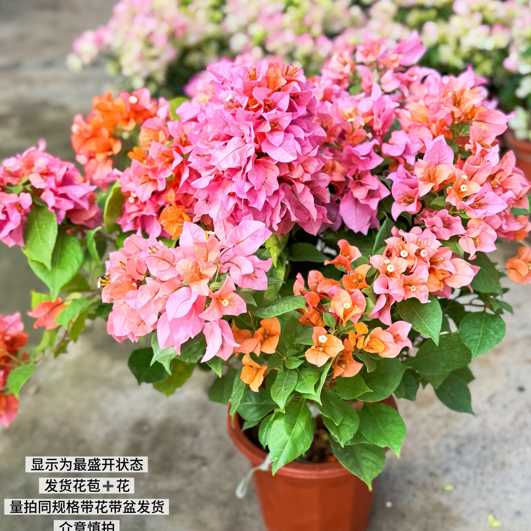 变色龙·黄橙粉变色四季开花三角梅爬藤