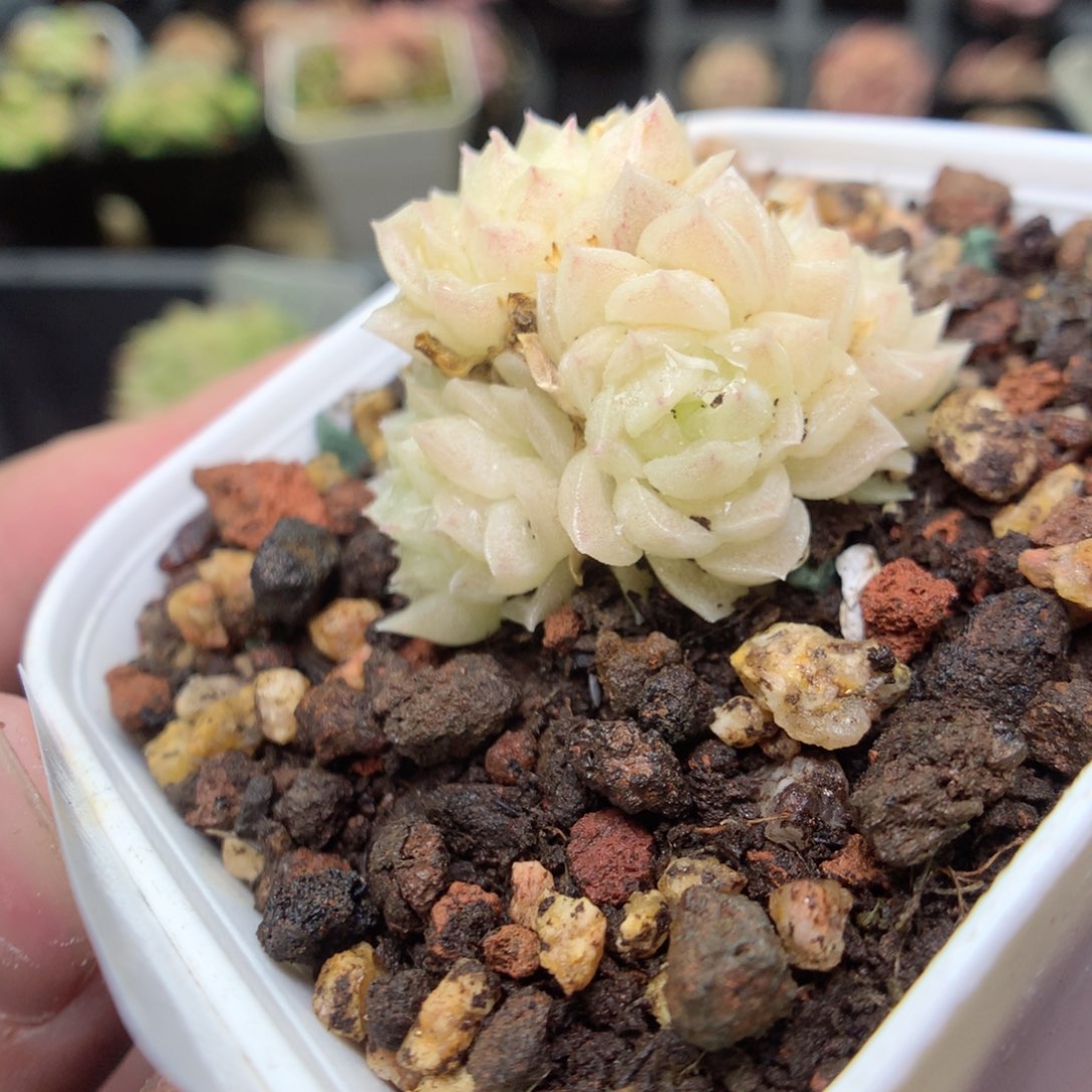 E159y y y y y y y