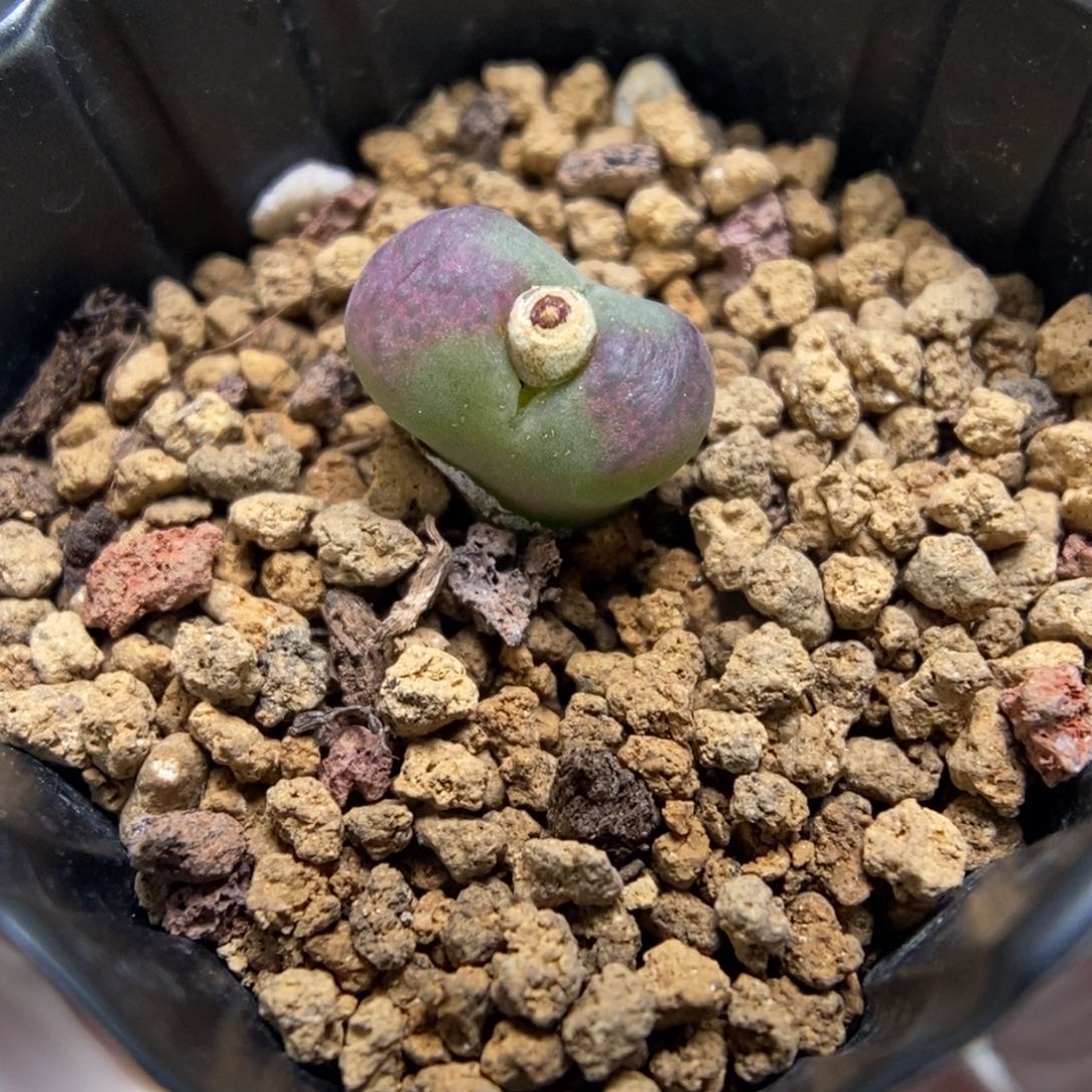 多肉植物肉锥杂交K-555