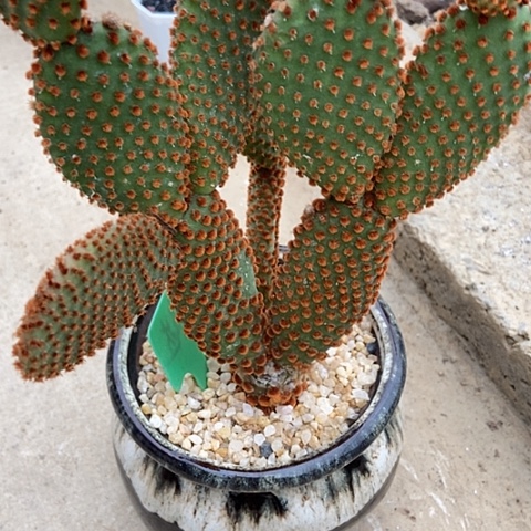 大***斌仙人掌圣达菲整群