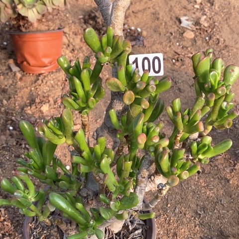 100满十八包邮偏远勿拍