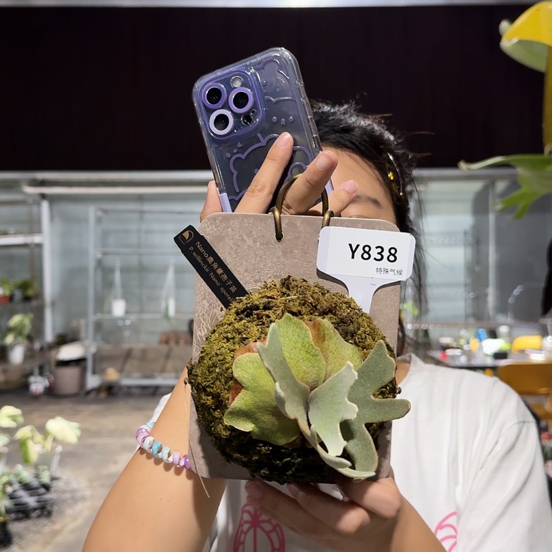 无花朵Y838-nano孢子苗