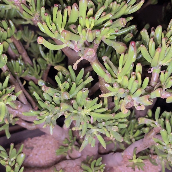 舍*吸米树一物一拍A180