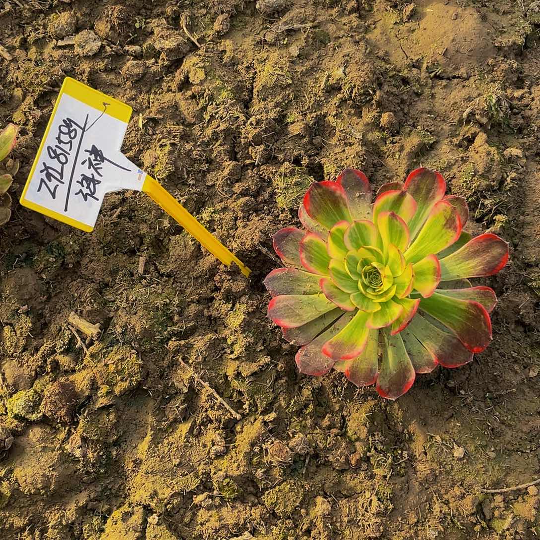 Z***9多肉法师海神寄养到秋天