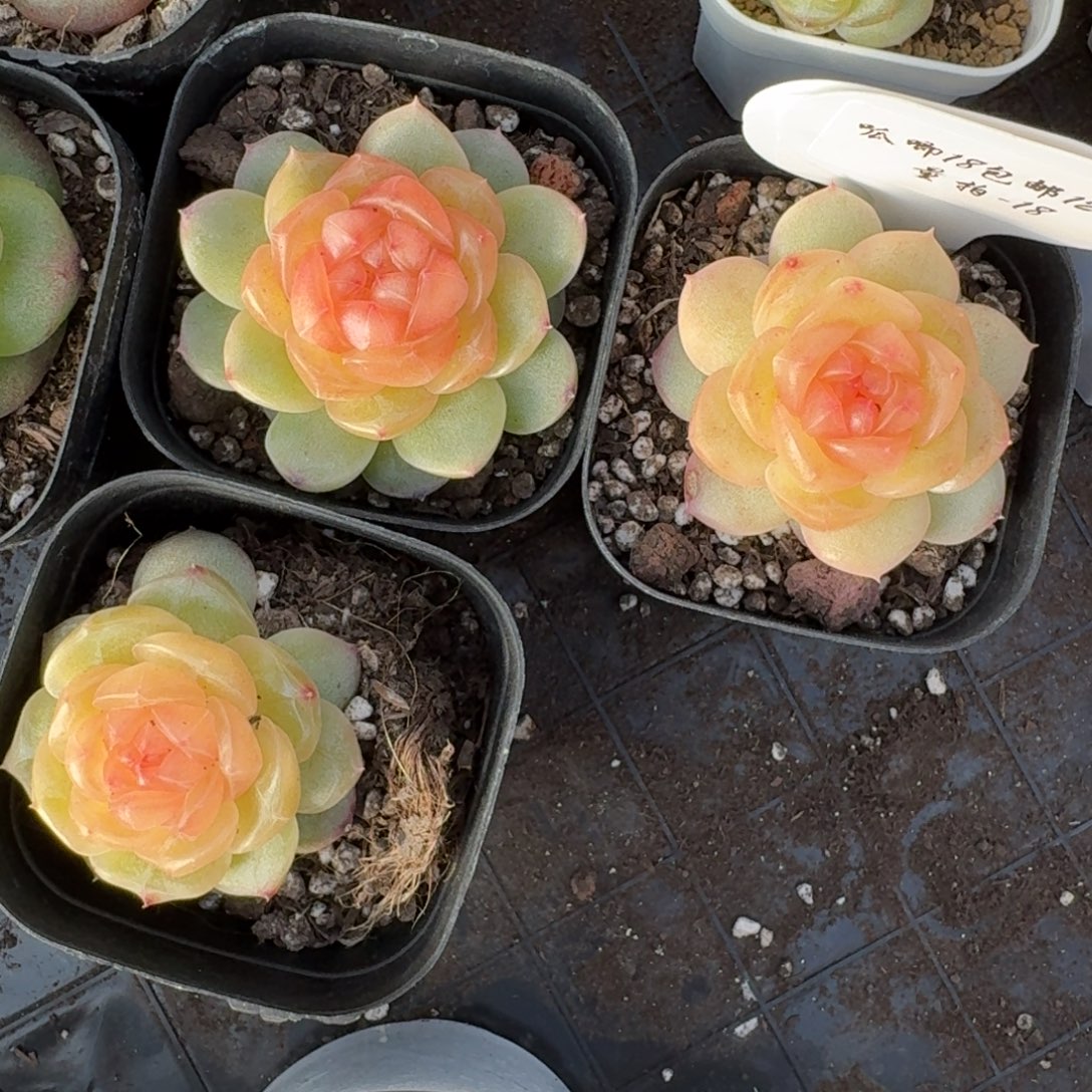 1222-018-3005追月一颗量拍