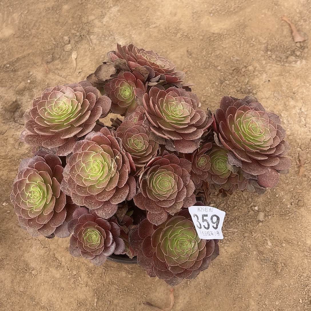 赤燕莲395不包断枝