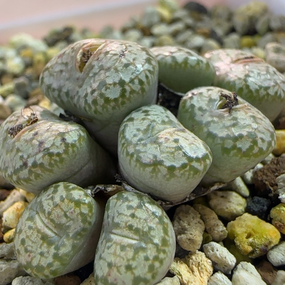 绿底康杂一群多肉植物