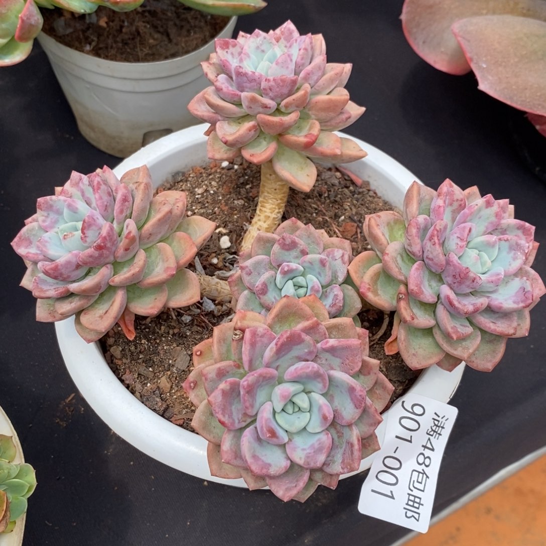 夏悦多肉901-1花瓣路