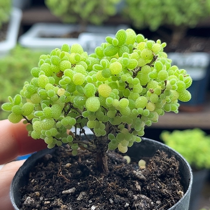 003蜜桔糖球优选枝干