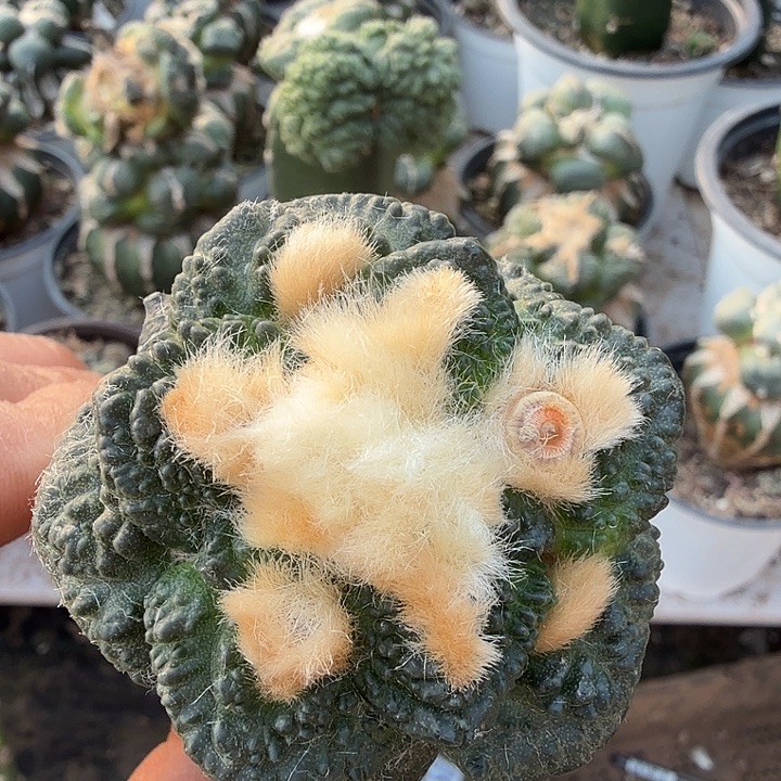 无花朵622龟甲牡丹