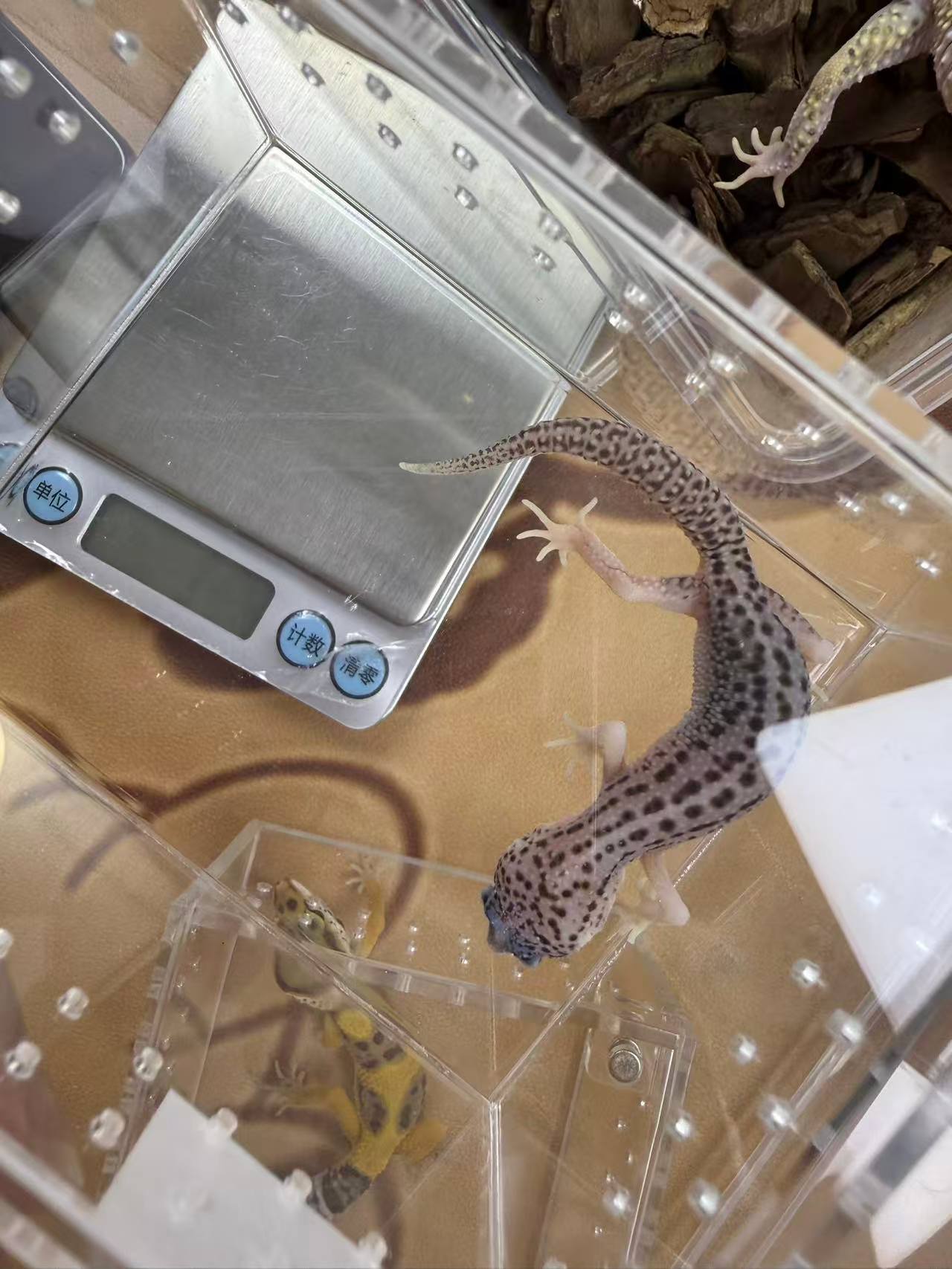 豹纹守宫苗子亚成体成体肥尾