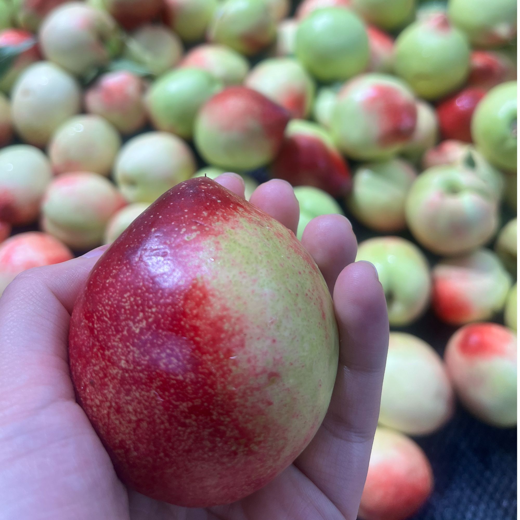 新鲜白油桃（约500g）四川省