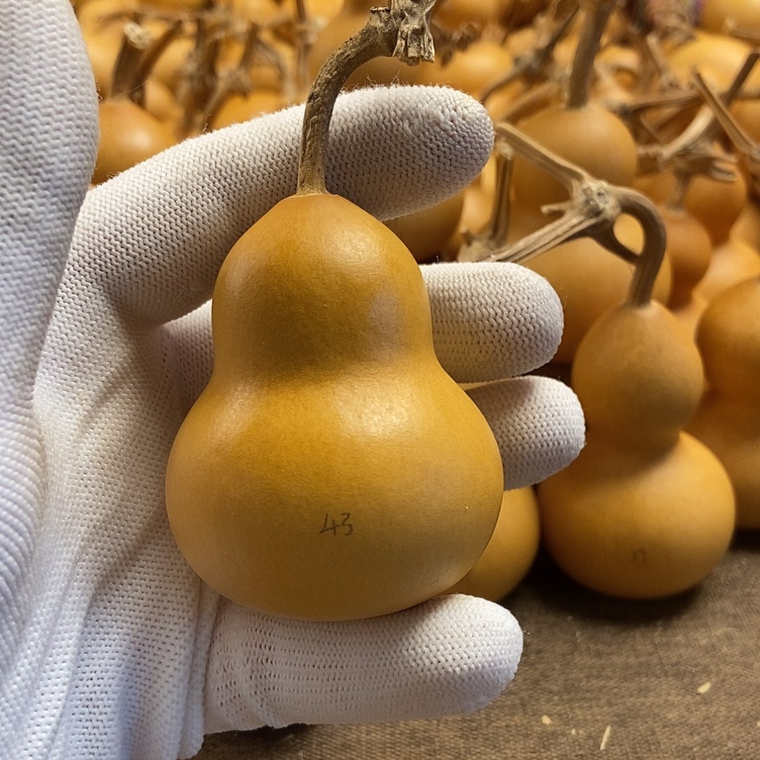 文玩葫芦 完美主义者 慎拍43