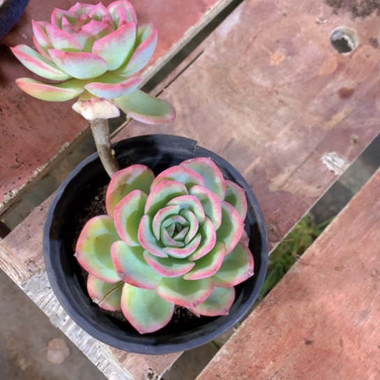 虾*晨露多肉55866856