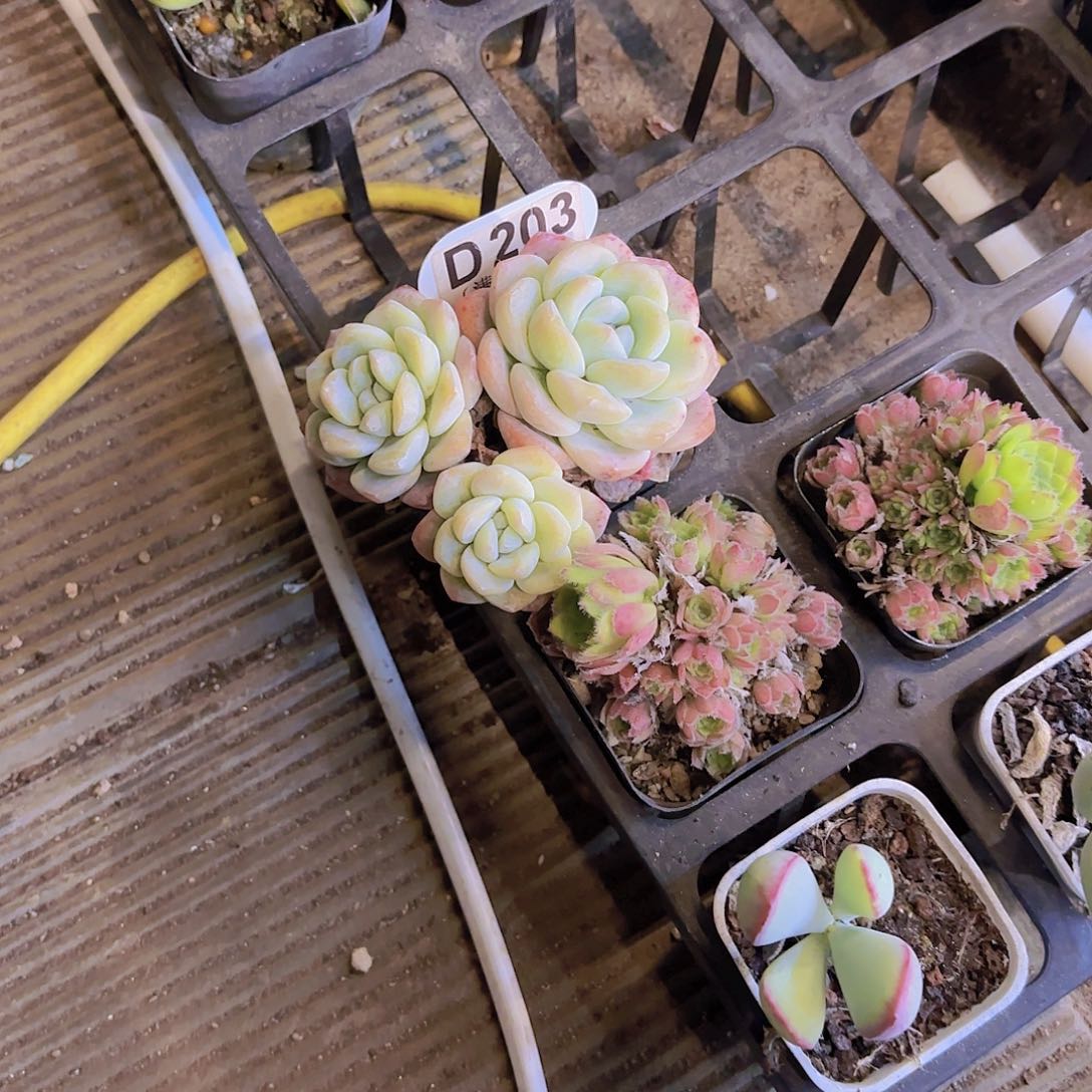 D203冰玉一物一拍