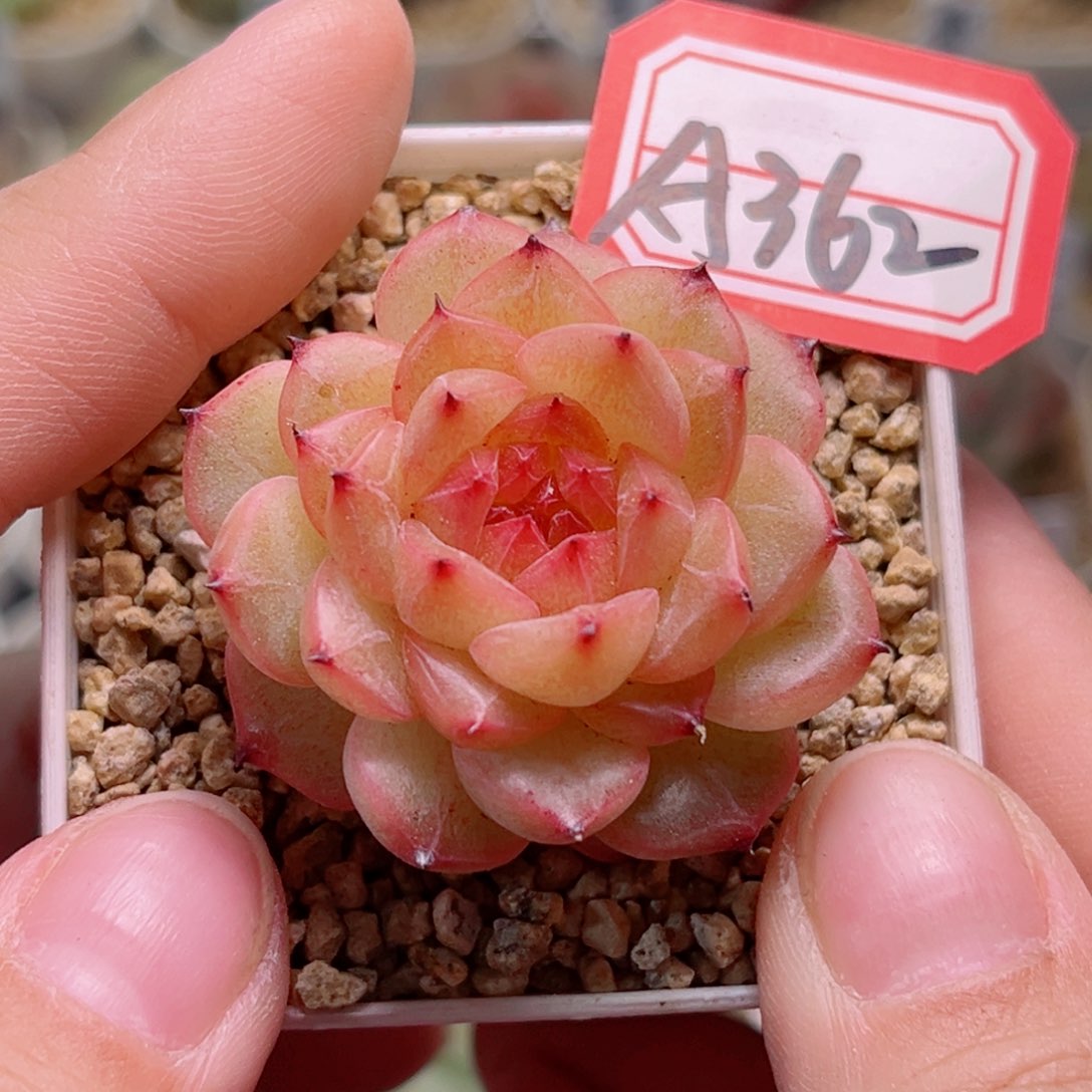 A362一物一拍 精选孤品珍妮