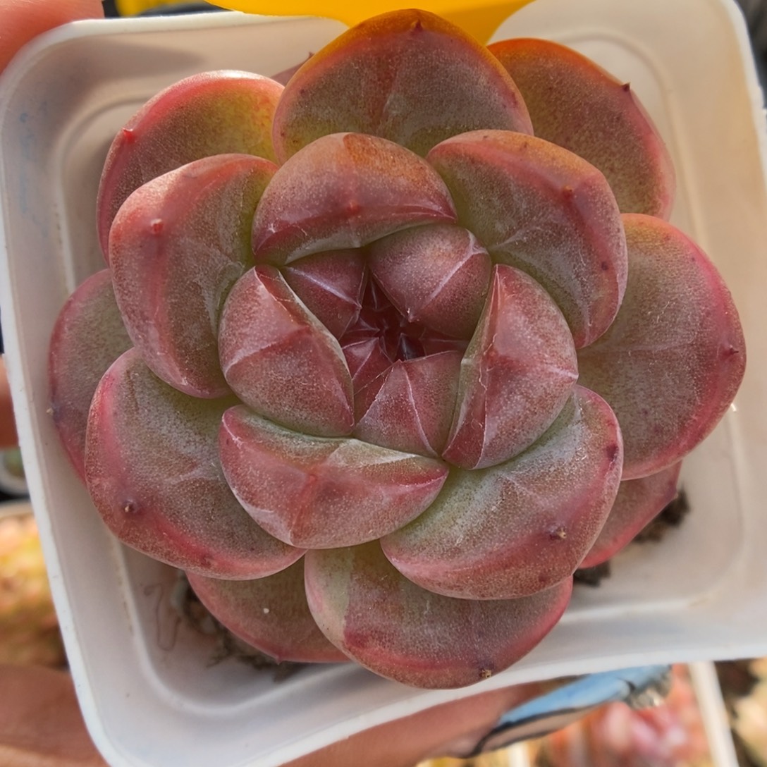 赤雪珍妮可拍463号。