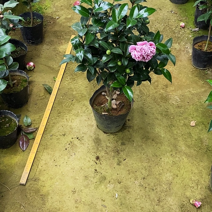 志愿者。   523。     