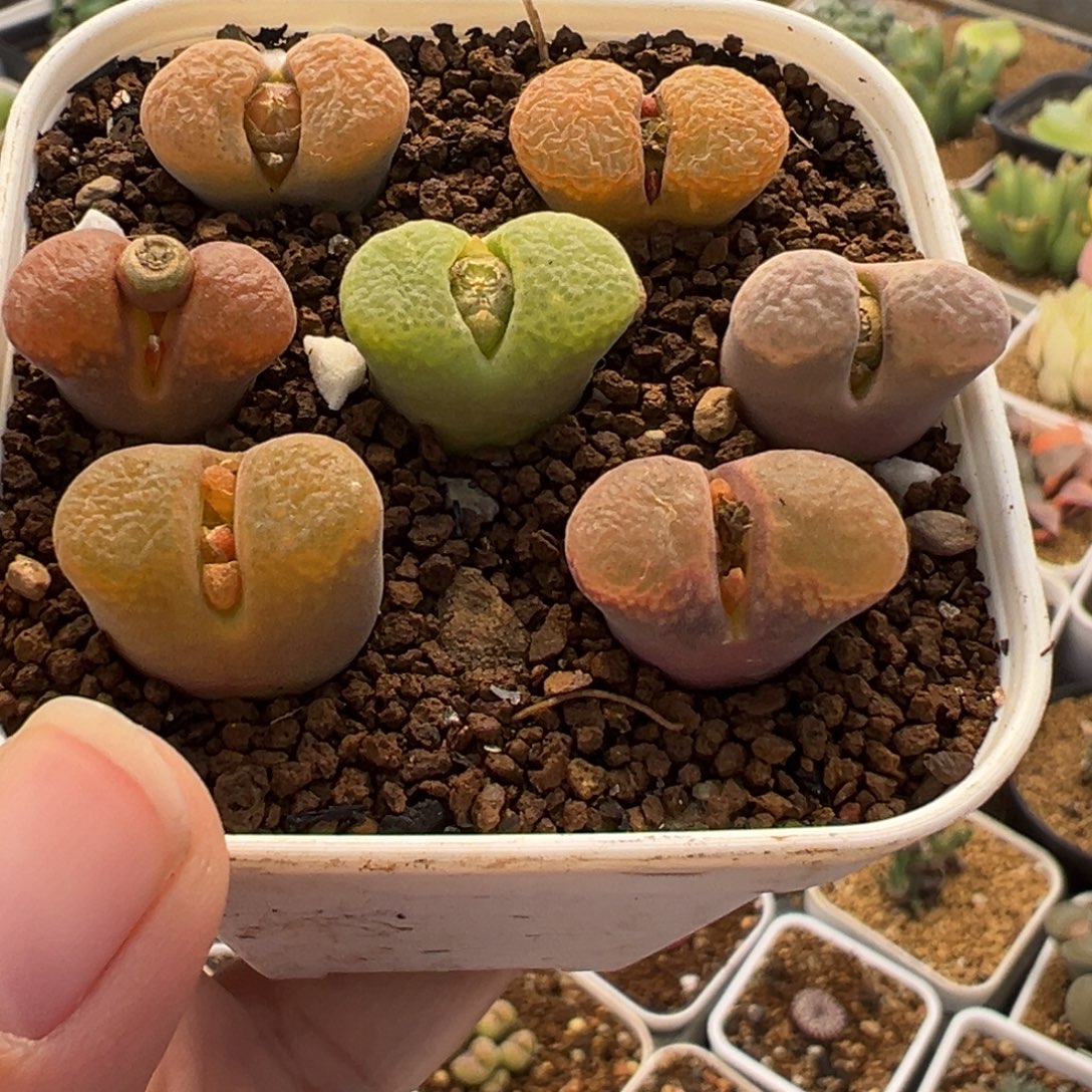 851多肉植物种类多样