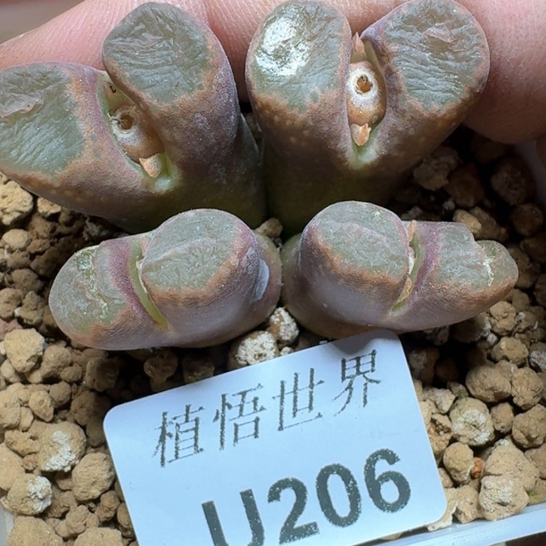 206盒多肉植物哇f g