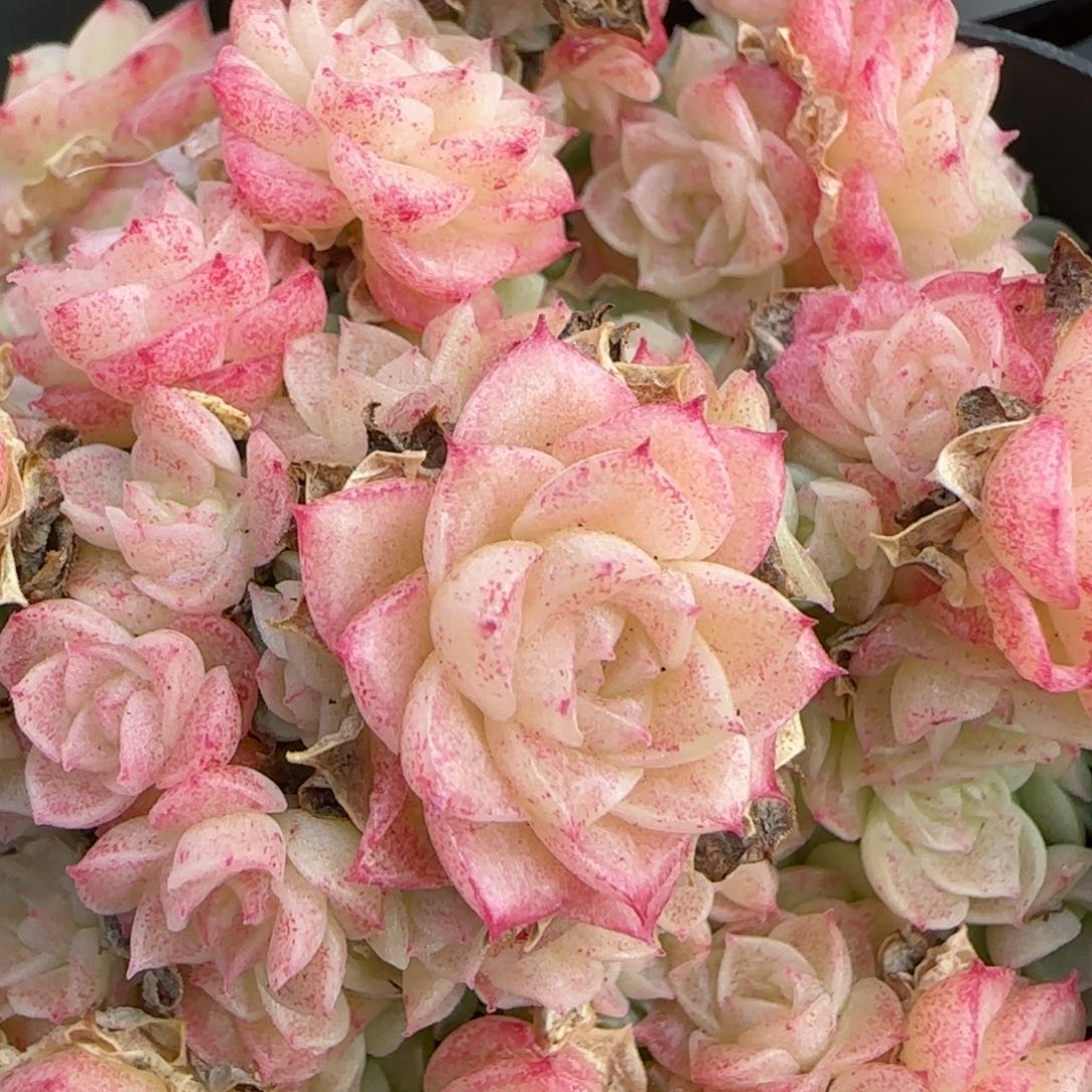 花语逸镜0208-547