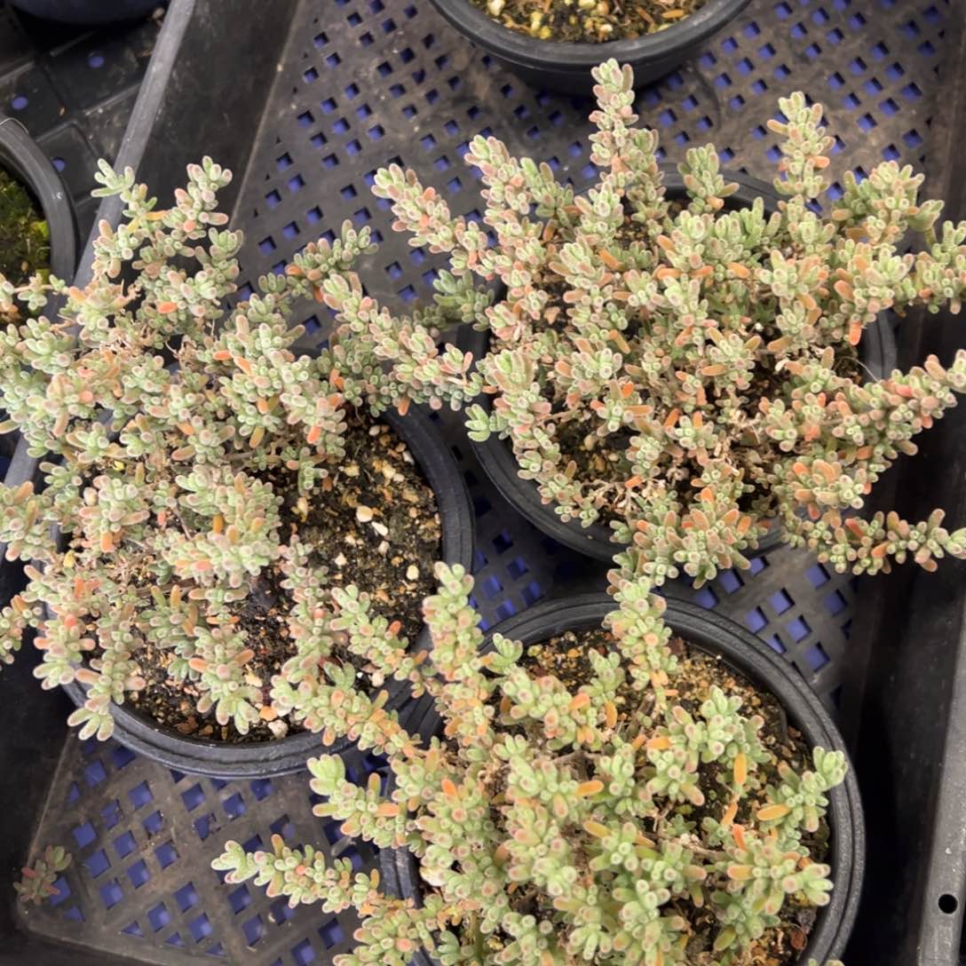 冰紫120盆老桩福利