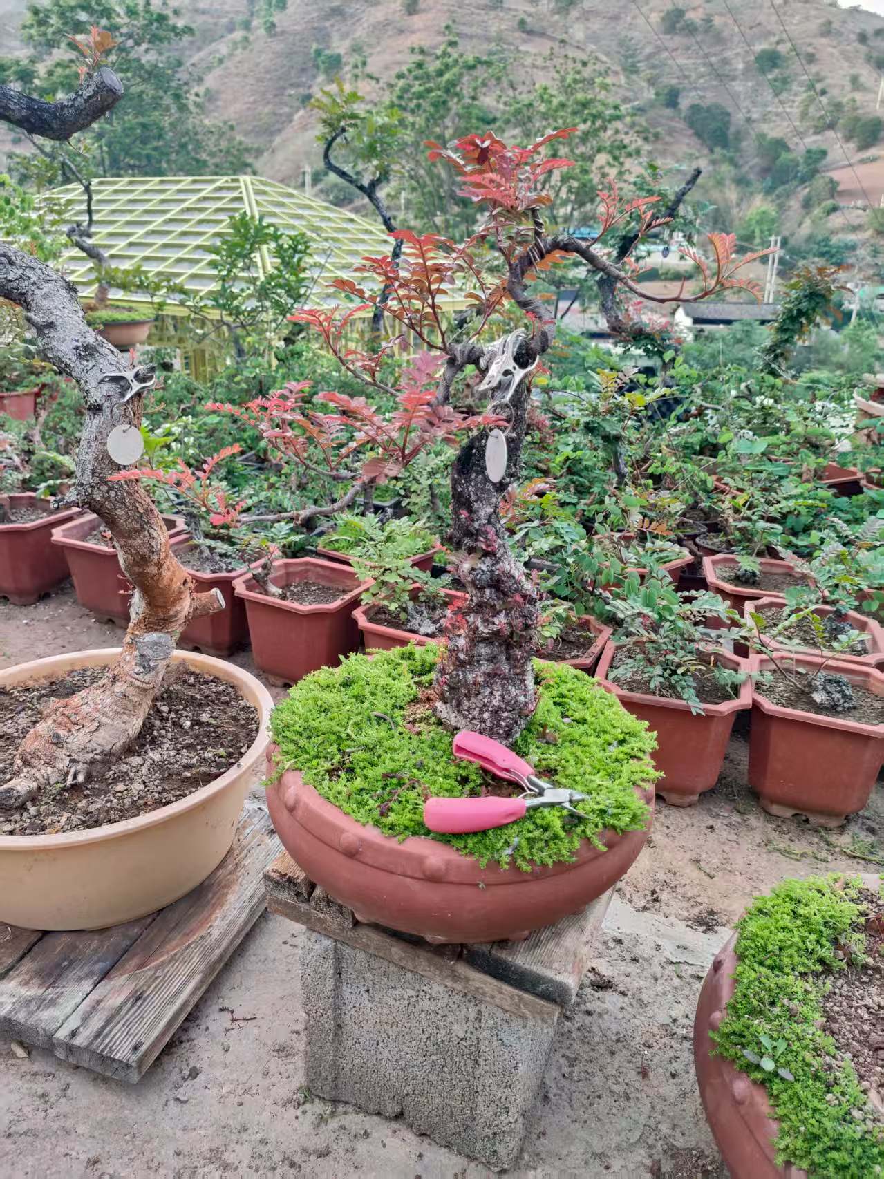 精品绿植盆景清香木直播链接