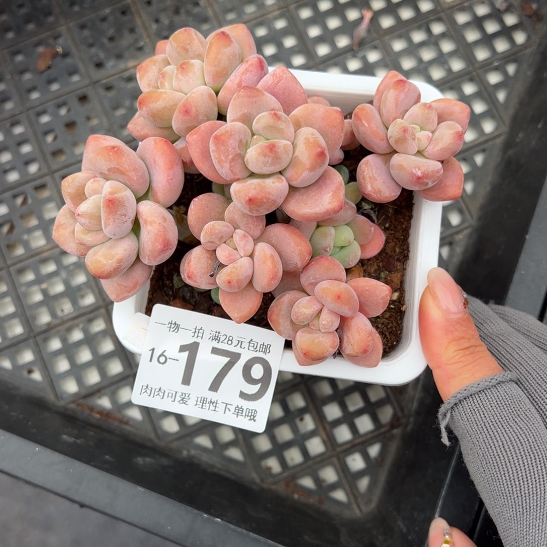 红洛神多肉多肉多肉多