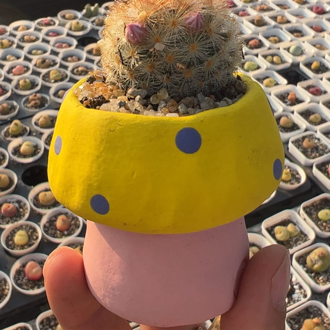 一组带盆多肉植物