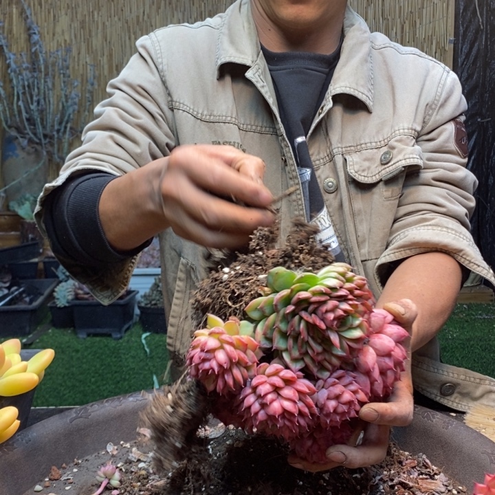 灵***熙94号多肉植物多肉植物