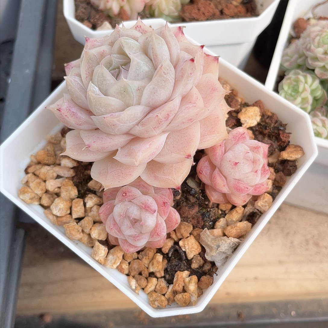 优选女王精品434