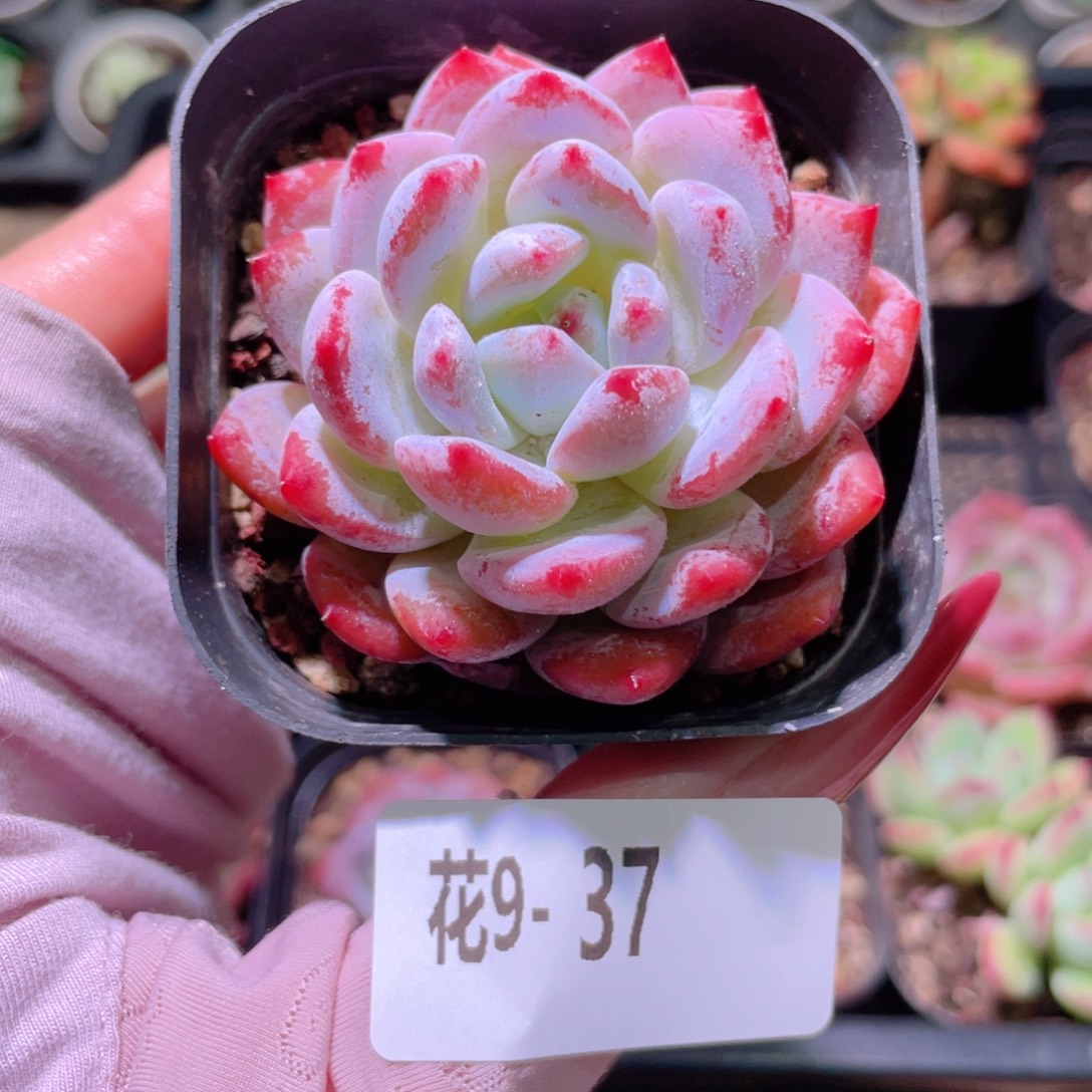 花利美9-37橙梦露