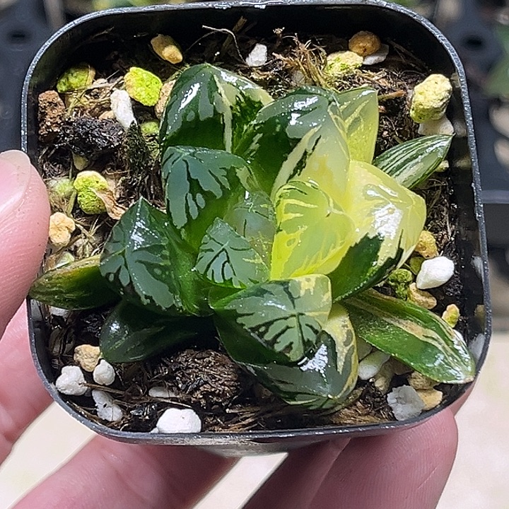 132大窗花水晶玉露锦