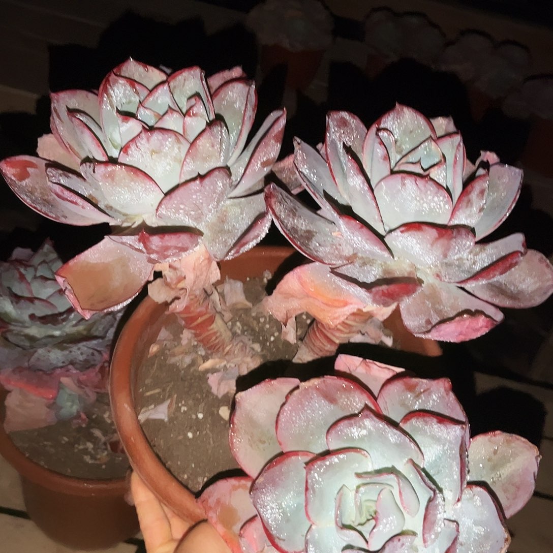 肯尼迪46.66多肉植物