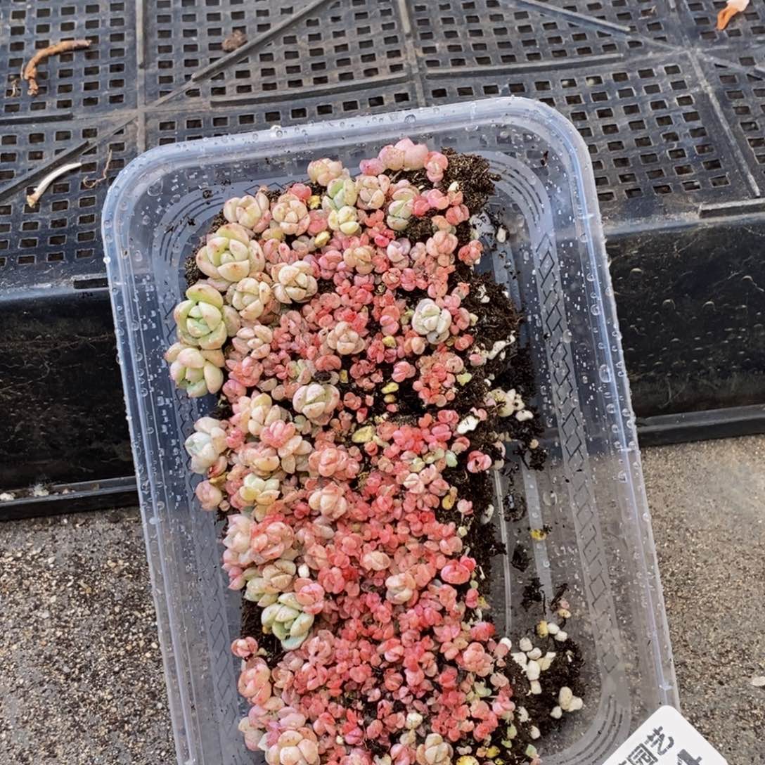 854多肉植物保护研究所所长助理