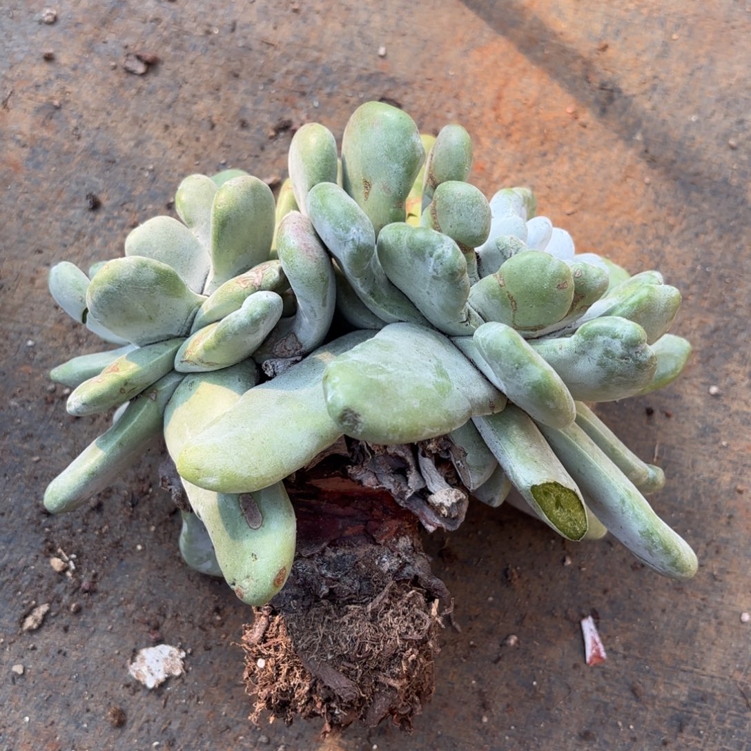 拇指，仙女杯多肉。