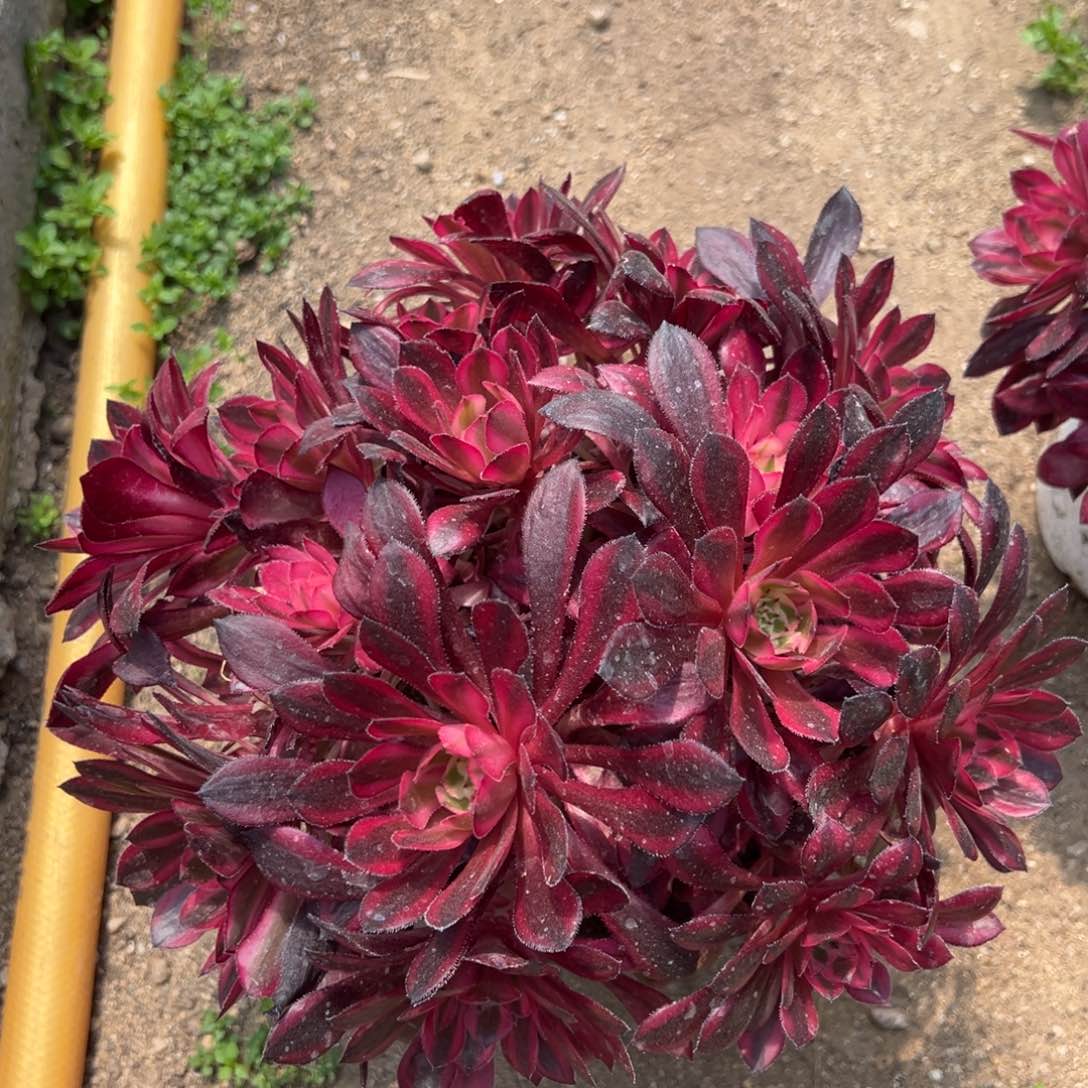 红铜白绣球多肉植物