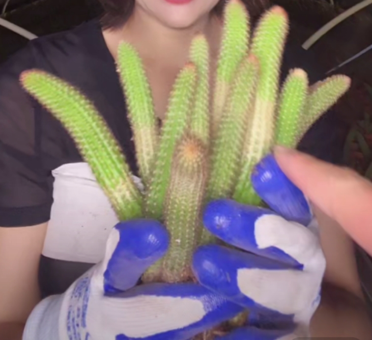 二妹园艺【 10棵 单头垂钓金妞 自根 】满18包邮仙人球默认脱土发货